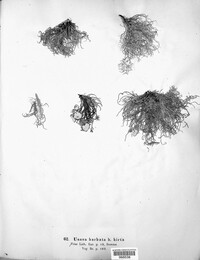 Usnea barbata var. hirta image